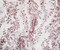 White-Red Nylon Floral Paisley Vine Printed Lace Mesh Knit Fabric By the Yard